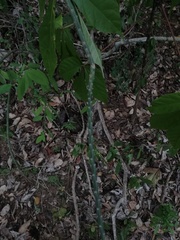 Acanthocereus fosterianus