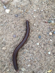 Orthoporus
