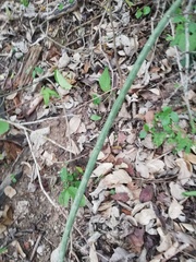 Acanthocereus fosterianus