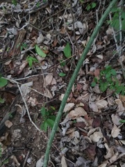 Acanthocereus fosterianus