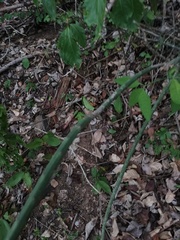Acanthocereus fosterianus