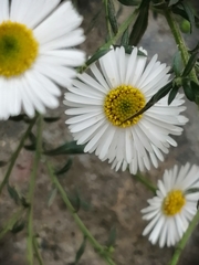 Erigeron karvinskianus