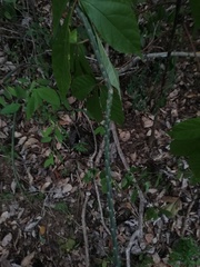 Acanthocereus fosterianus