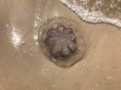 Rhizostomatoidea