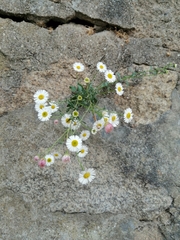 Erigeron karvinskianus