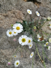 Erigeron karvinskianus