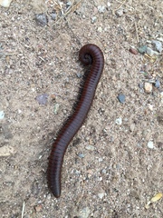 Orthoporus