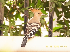 Upupa epops