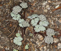 Oreonana clementis