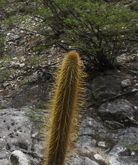 Cleistocactus buchtienii
