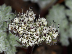 Oreonana clementis