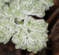 Oreonana clementis