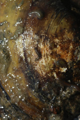 Glossiphonia complanata