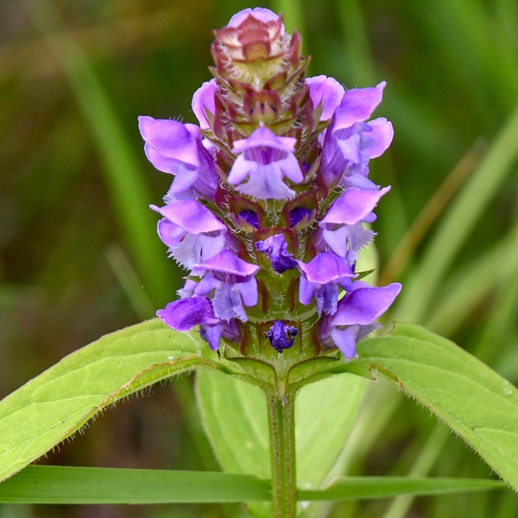 Prunella vulgaris — a medium houseplant, prefers full sun light
