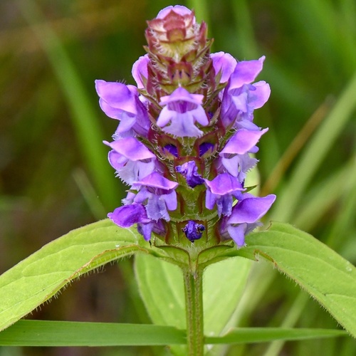 Prunella vulgaris
