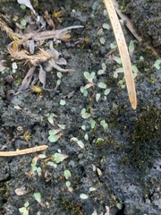 Riccia beyrichiana