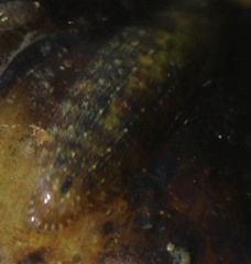 Hemiclepsis marginata