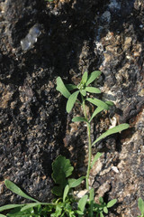 Corrigiola litoralis