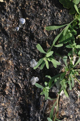 Corrigiola litoralis