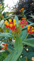 Asclepias curassavica
