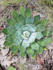 Agave guadalajarana