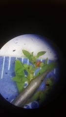 Paronychia fastigiata fastigiata