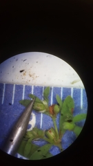 Paronychia fastigiata fastigiata