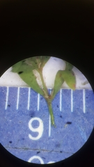 Paronychia fastigiata fastigiata