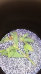 Paronychia fastigiata fastigiata