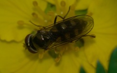Platycheirus peltatus