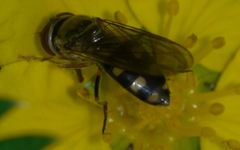 Platycheirus peltatus