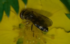 Platycheirus peltatus