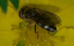 Platycheirus peltatus