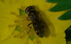 Platycheirus peltatus