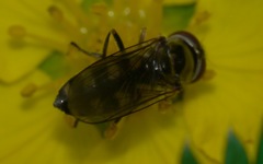 Platycheirus peltatus