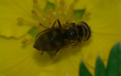 Platycheirus peltatus