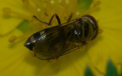 Platycheirus peltatus