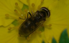 Platycheirus peltatus
