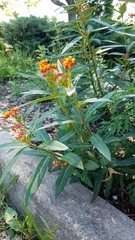 Asclepias curassavica