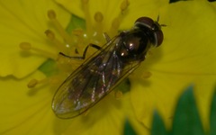 Platycheirus peltatus