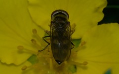 Platycheirus peltatus