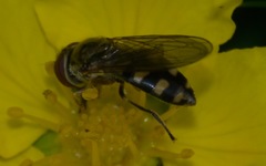 Platycheirus peltatus