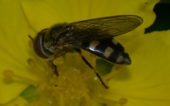 Platycheirus peltatus