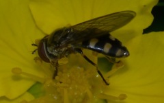 Platycheirus peltatus