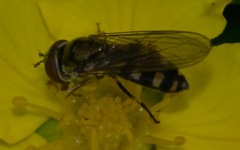 Platycheirus peltatus