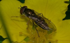 Platycheirus peltatus