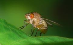 Minettia inusta
