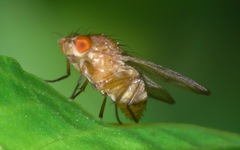 Minettia inusta