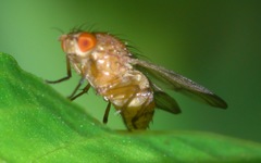 Minettia inusta