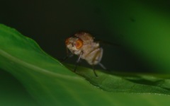 Minettia inusta